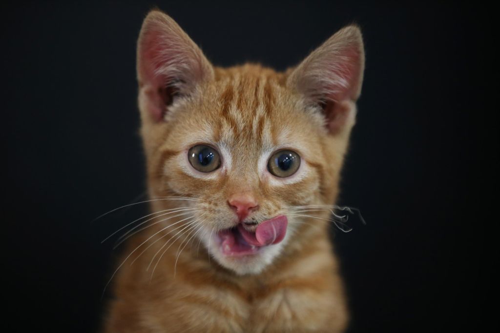 The Rehoming And Rehabilitation Of Unwanted Dogs And Cats During The Christmas Holiday