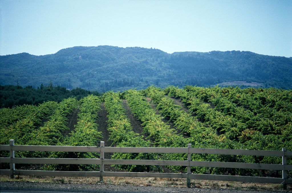Vineyard, Napa Valley, California