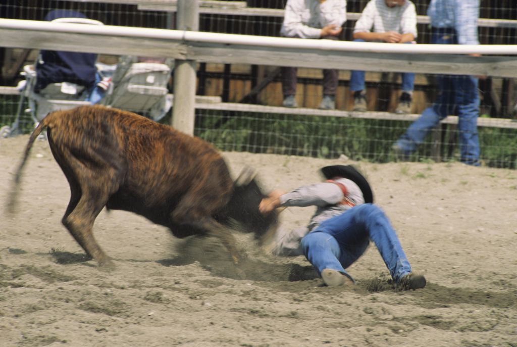 Rodeo, cowboy steer wrestling