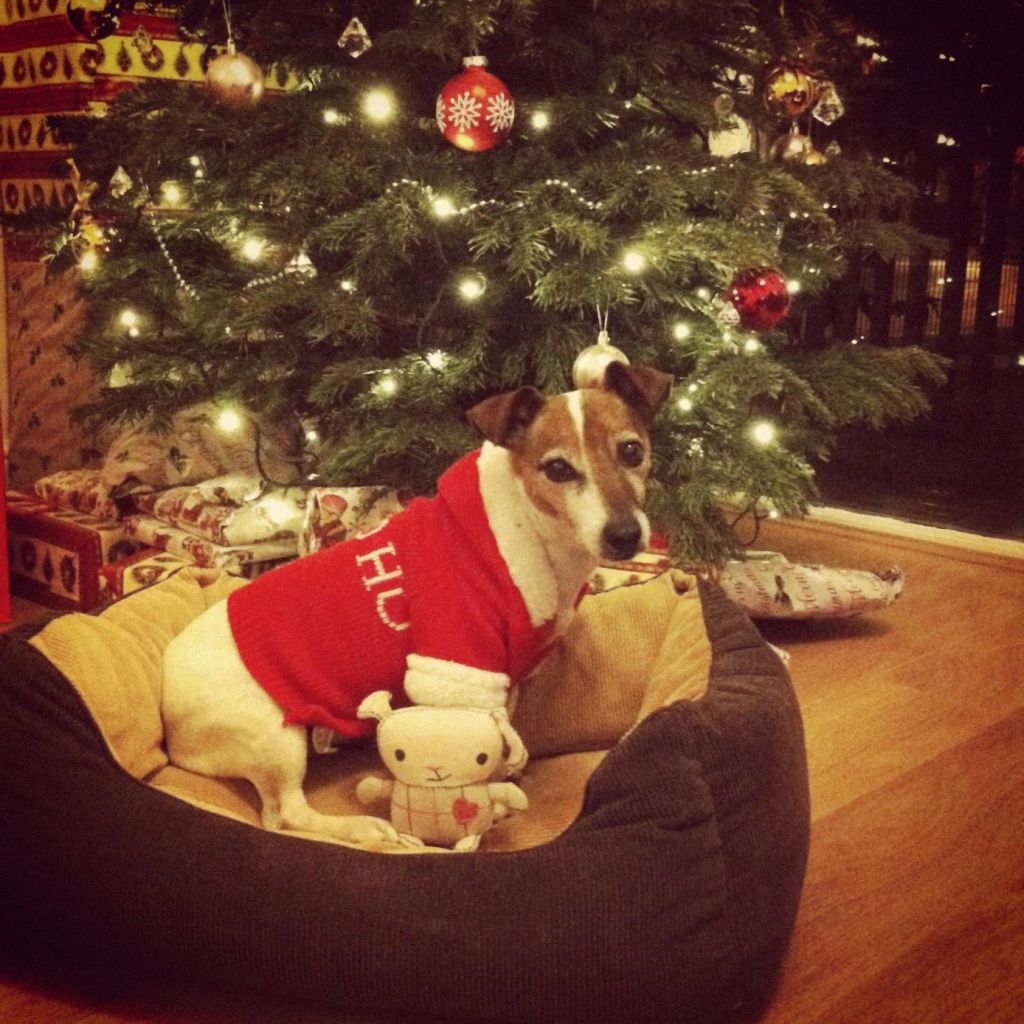 Dog under Christmas Tree
