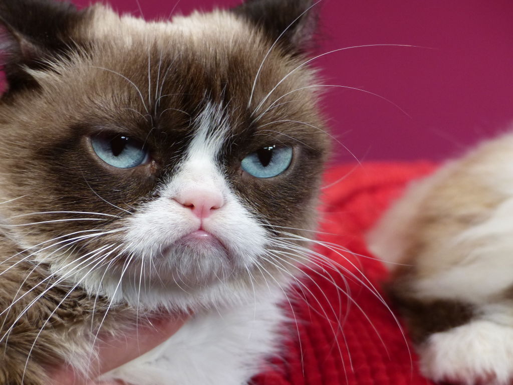 Grumpy Cat at Madame Tussauds