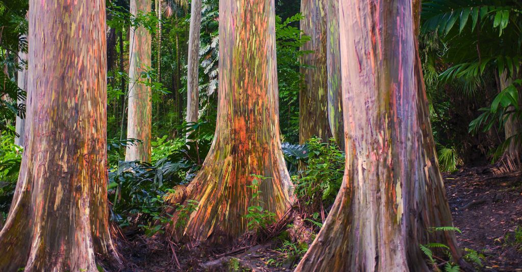 Trees And Kindness